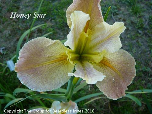 Honey Star 